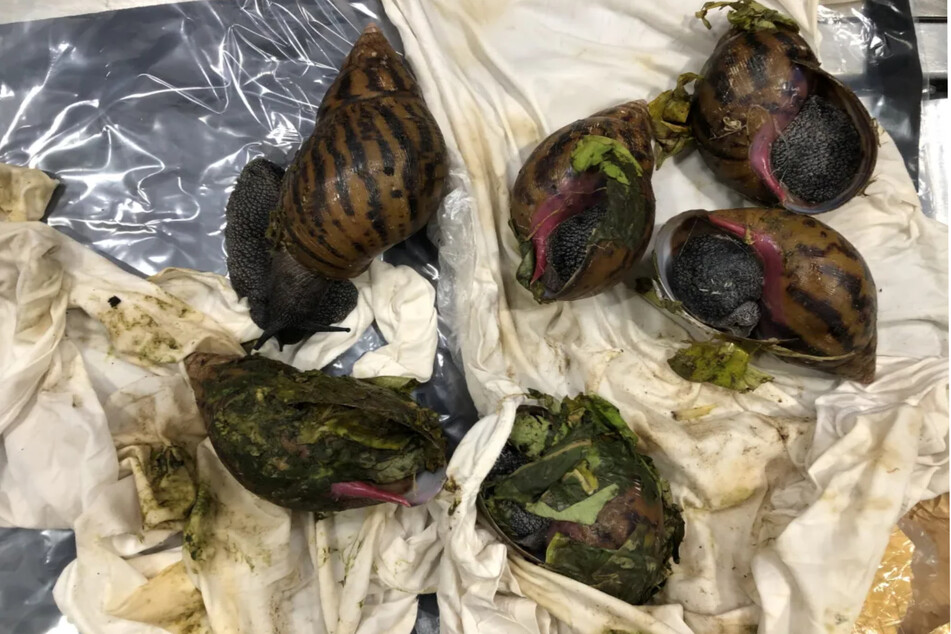 Sechs lebende Riesenschnecken wurden bei einem Fluggast aus Afrika gefunden. Sie waren offenbar für den menschlichen Verzehr bestimmt.