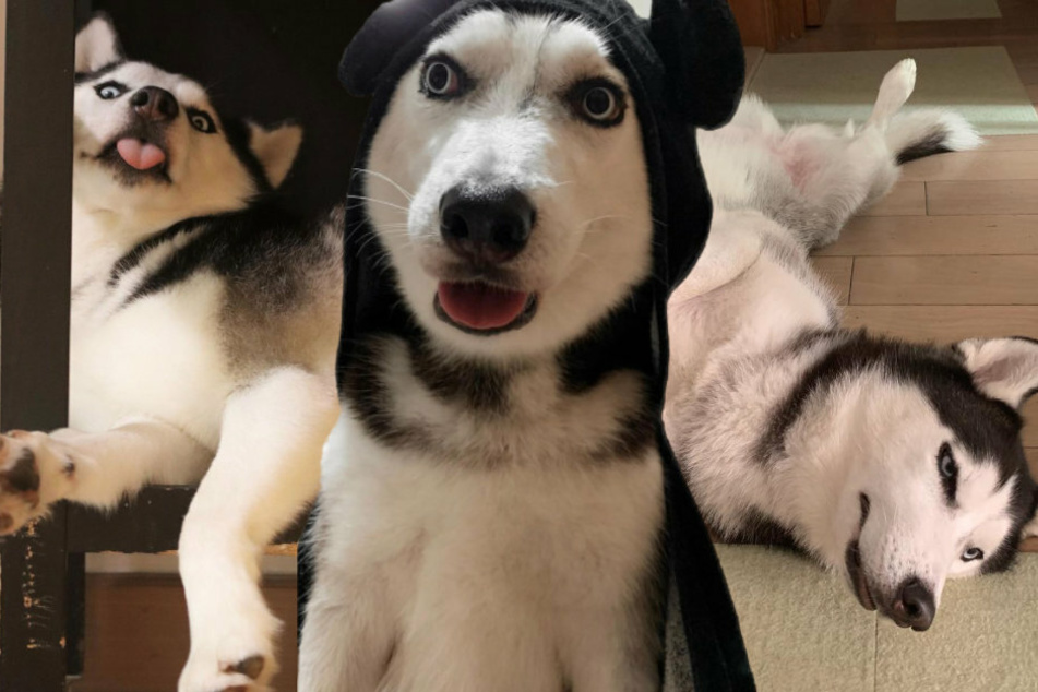 Hong Kong husky conquers thousands of hearts on Instagram