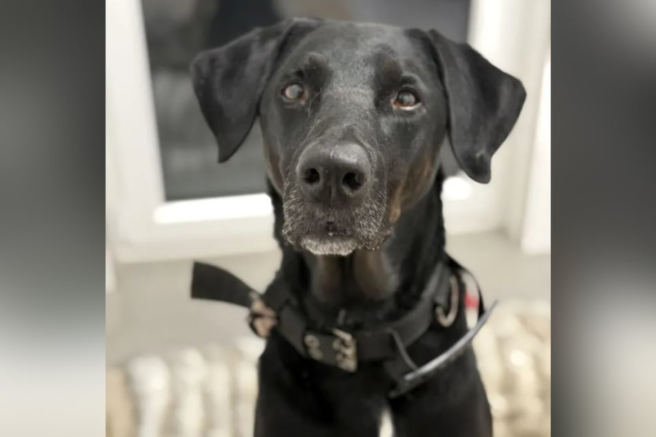 Der siebenjährige Dobermann-Mischling ist mit der Situation jedoch überfordert.