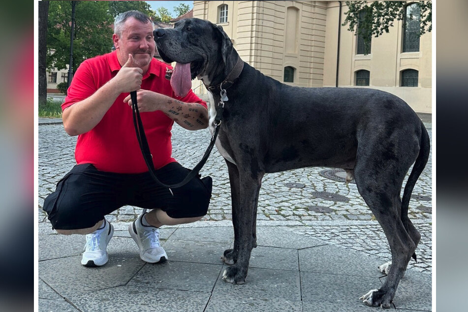 Dogge Ramses aus Zossen (Brandenburg) möchte der größte Hund der Welt werden.