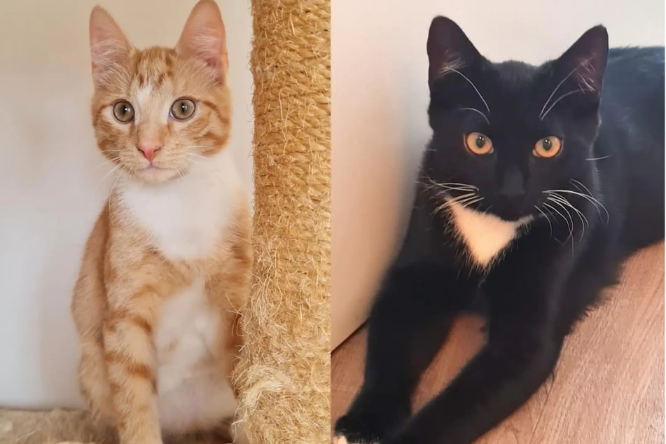 ¿Sin madre, pero llenos de encanto: ¿aún hay un final feliz para el dúo de hermanos Nino y Sammi?