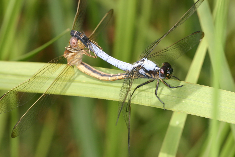 Liebesleben an fernen Ufern: Die Libellen-Art Nesciothemis farinosa bei der Paarung - als Fotograf braucht man Geduld und Glück.