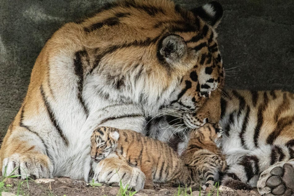 Tiger-Weibchen Maruschka schmust mit ihren Babys.