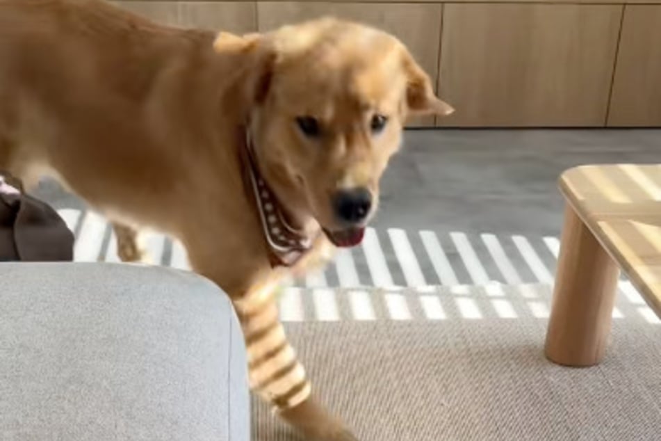 Der Golden Retriever gab einfach nicht auf.