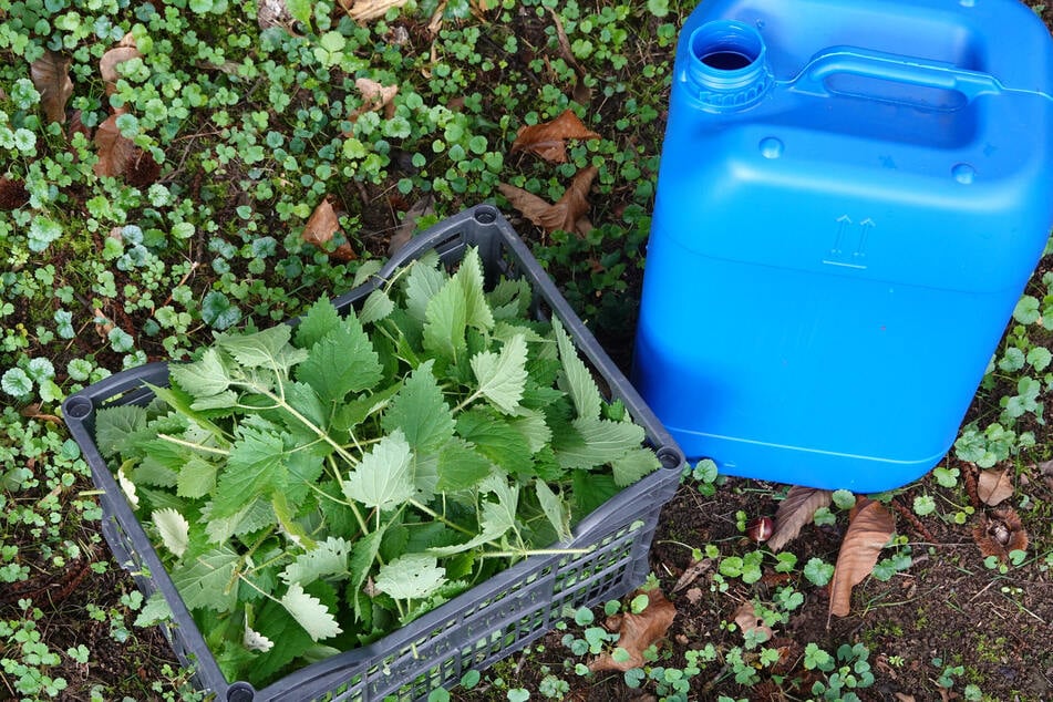 Man benötigt nur Brennnesselblätter und Wasser, um Breitwegerich im Rasen zu vernichten.