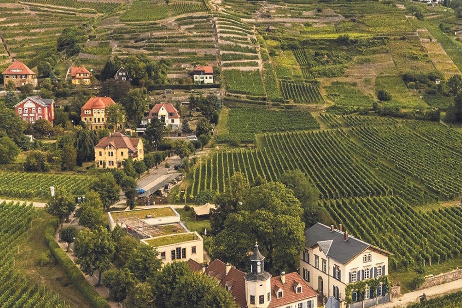 Das Elbtal ist eine malerische Kulturlandschaft. Doch die Winzer plagen Sorgen.