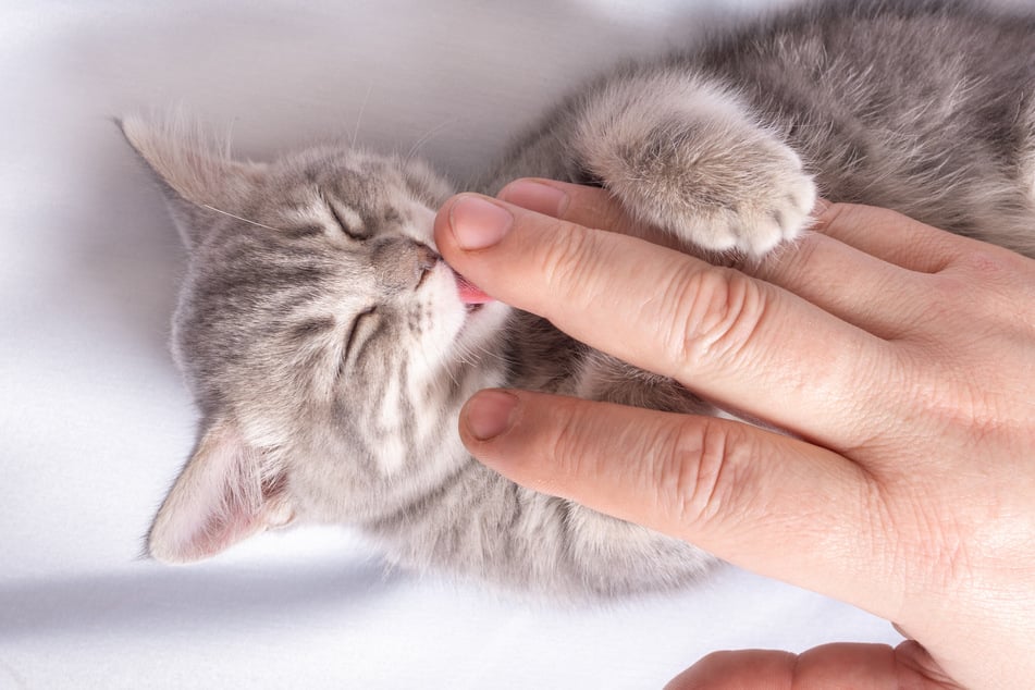 Humans and cats have a close bond – sometimes a little too close.
