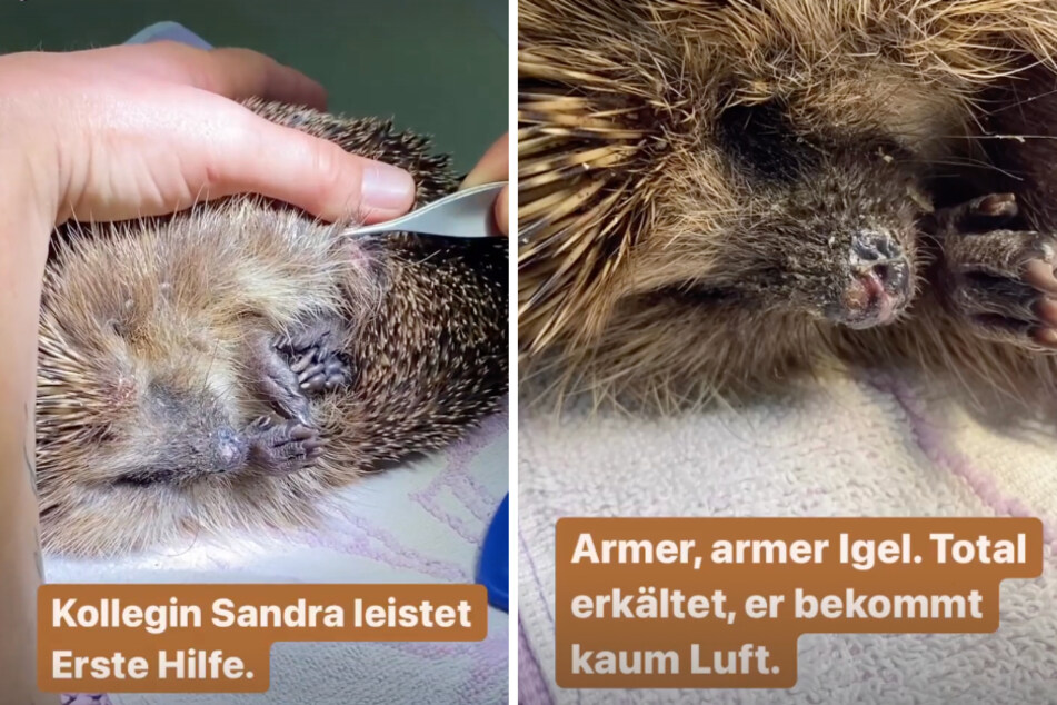 Kleiner Igel mit großem Kampfgeist: Tierheim Dellbrück leistet Erste-Hilfe