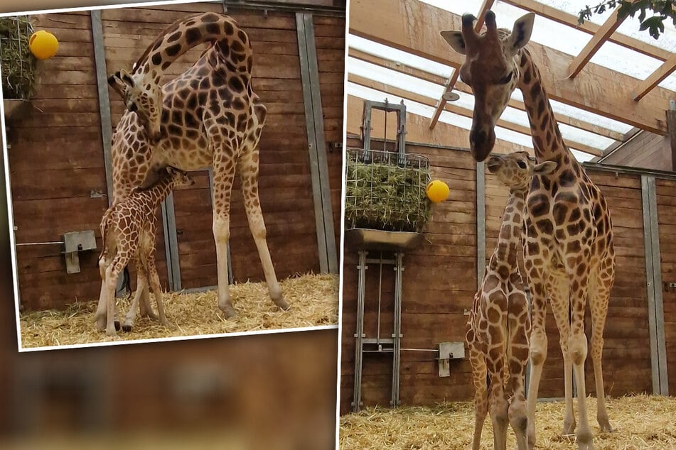 Langhals-Nachwuchs im Zoo Leipzig: Giraffe Tamika ist erneut Mama geworden!