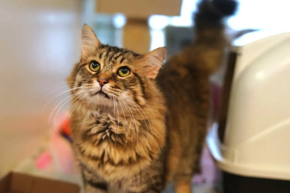 Katzenopa Simon war in einem schlechten Pflegezustand als er ins Tierheim kam.