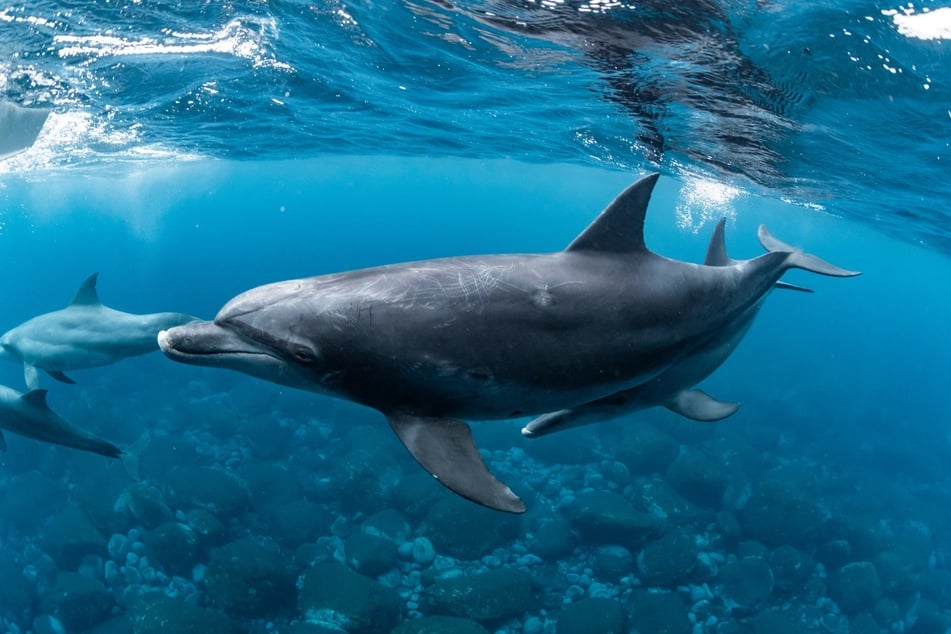 Delfine sind besonders auf sozialer Ebene intelligent und pflegen Beziehungen.