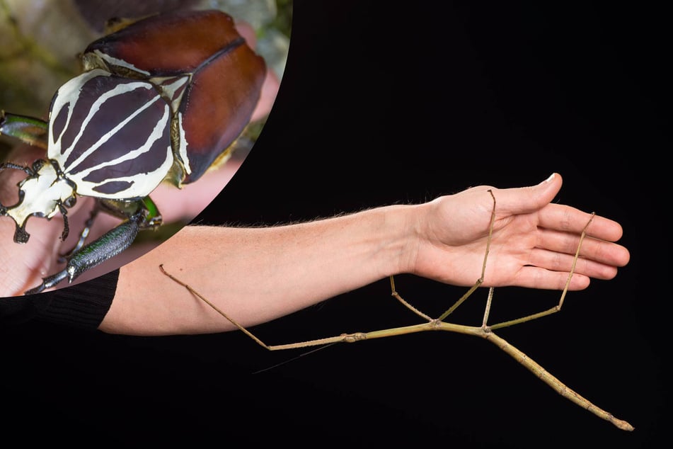 There are a few candidates for largest insect in the world, and the phryganistria, or giant stick insect, is among them.