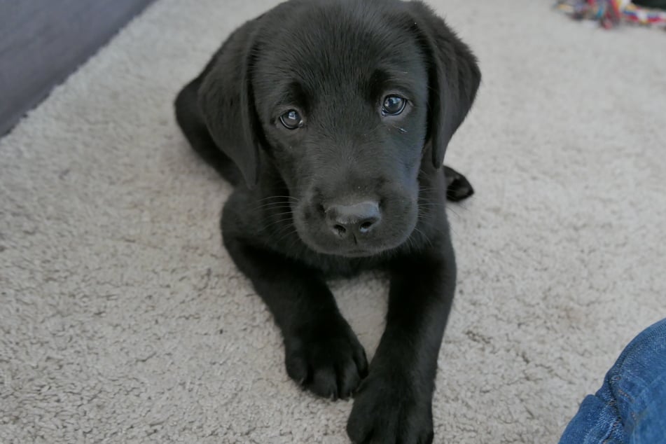 Der junge Labrador konnte von der Feuerwehr aus seiner misslichen Lage befreit werden. (Symbolbild)