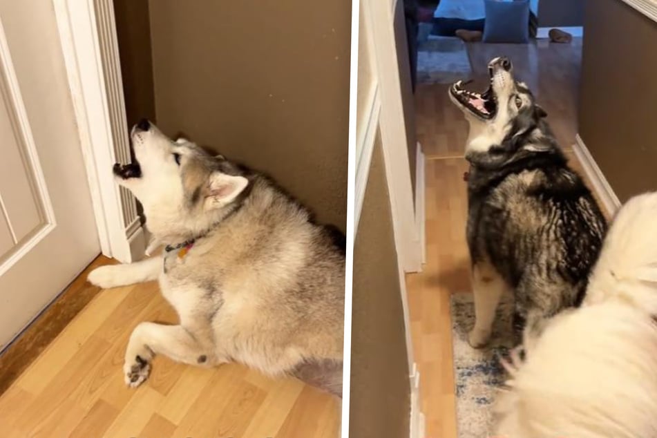 Husky dogs have the silliest way of saying "good morning" to their mama!