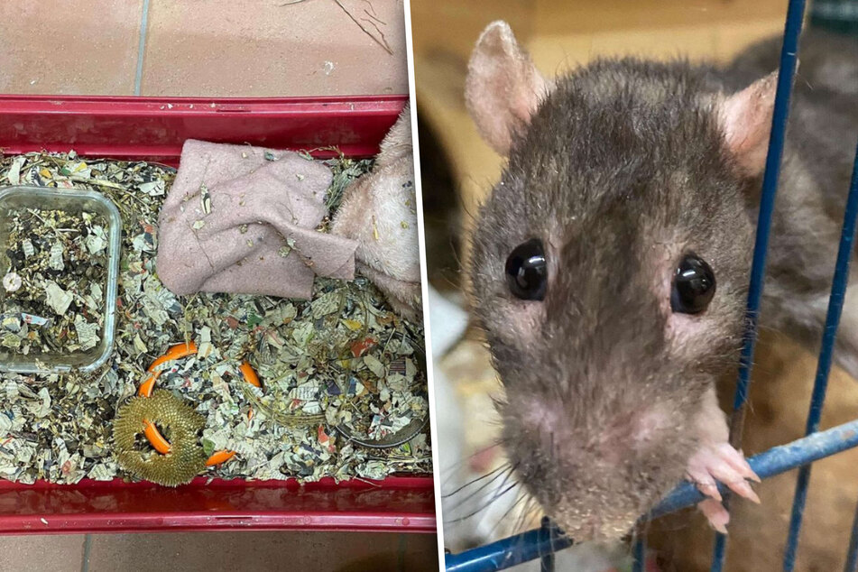 Man hatte die Tiere in einer verwahrlosten Wohnung entdeckt.