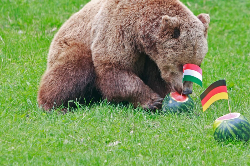 EM-Orakel: Braunbär Moritz prophezeit Deutschland-Sieg gegen Ungarn!