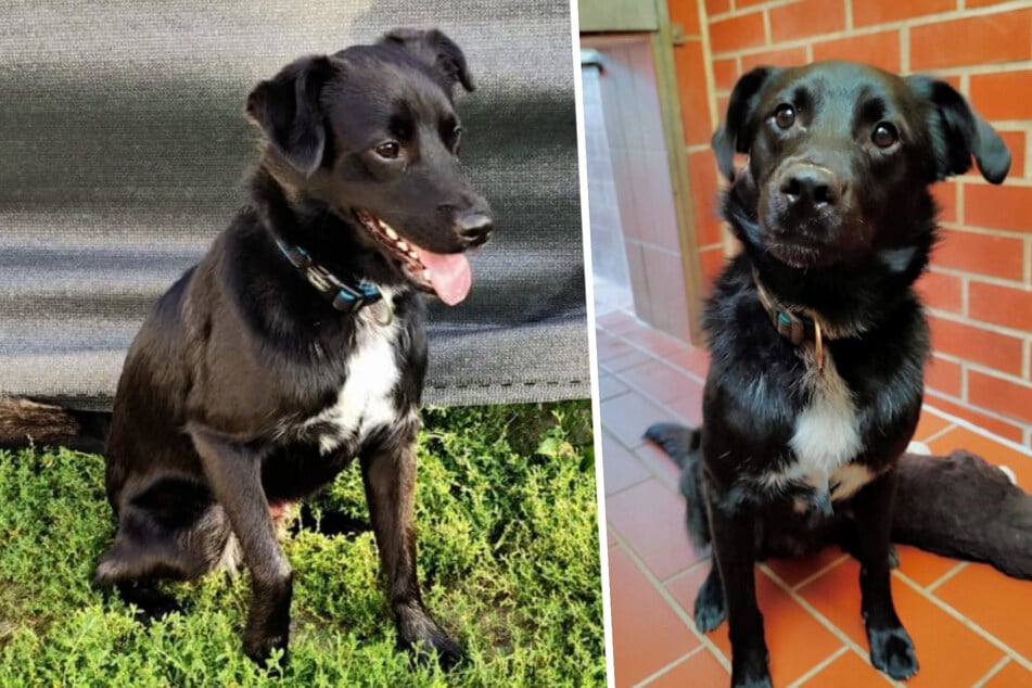 Cachorro joven se perdió varias veces en casa, ahora Meeko busca a las personas para toda la vida