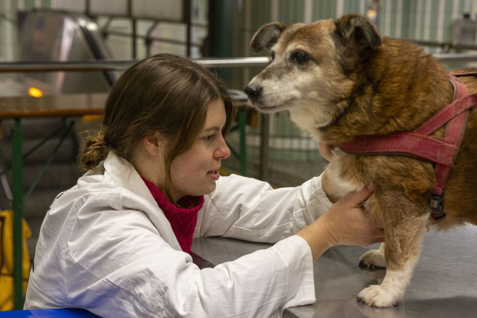 Eine Tierärztin vom Verein "Tier-Not-Hilfe" untersucht den 17 Jahre alten Mischlingshund Trixi, der Krebs hat und sich kaum noch bewegen kann.