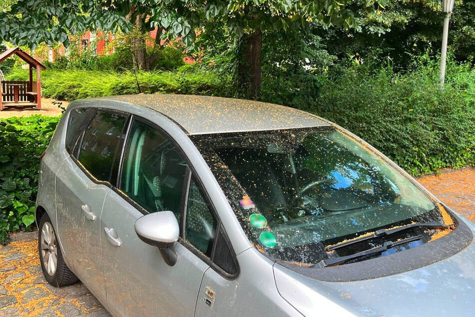 Warum viele Autofahrer von Blattläusen "angepisst" sind