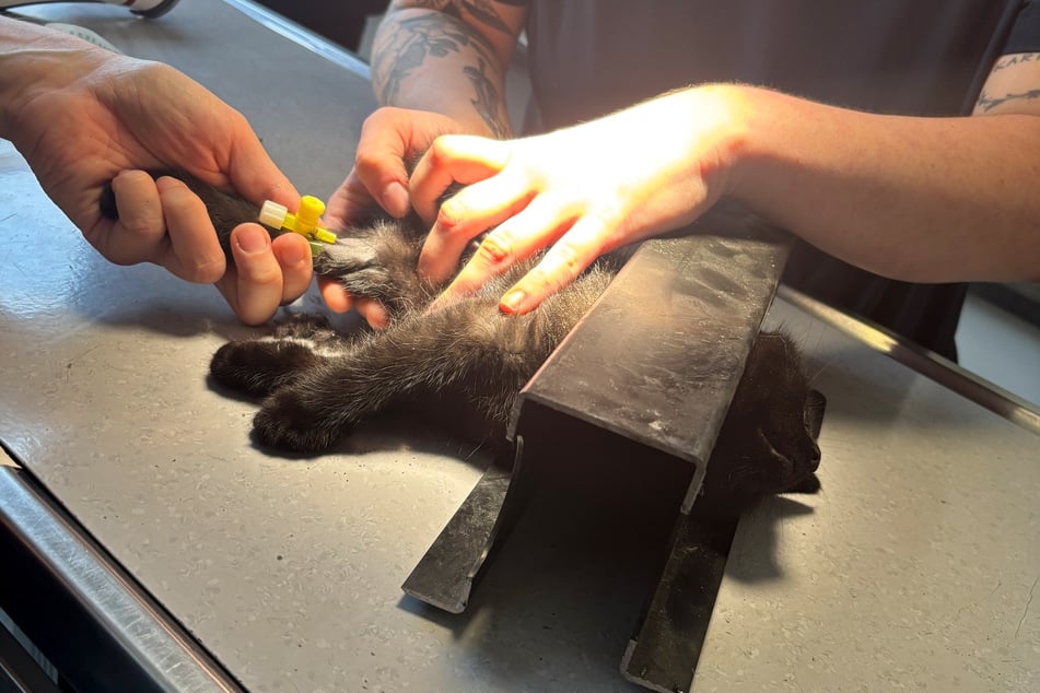 In Narkose gelegt konnte die Katze schließlich aus ihrer misslichen Lage befreit werden.
