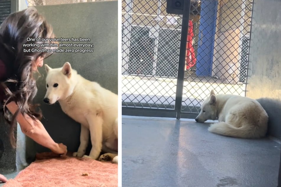 Ghost was known as the most "shut down" dog in the whole shelter.