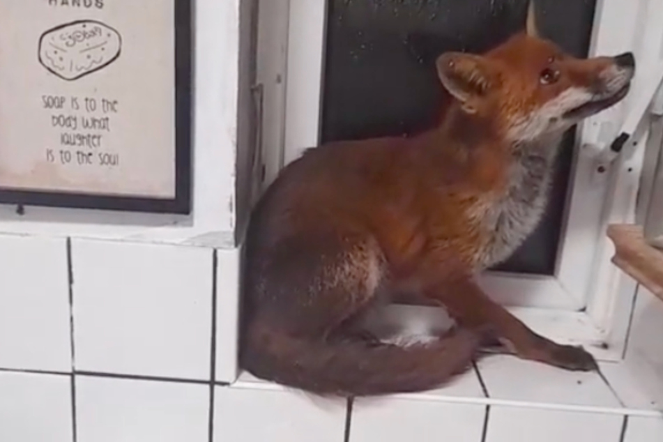 The little fox wouldn't budge after it caused mayhem in one couple's bathroom.