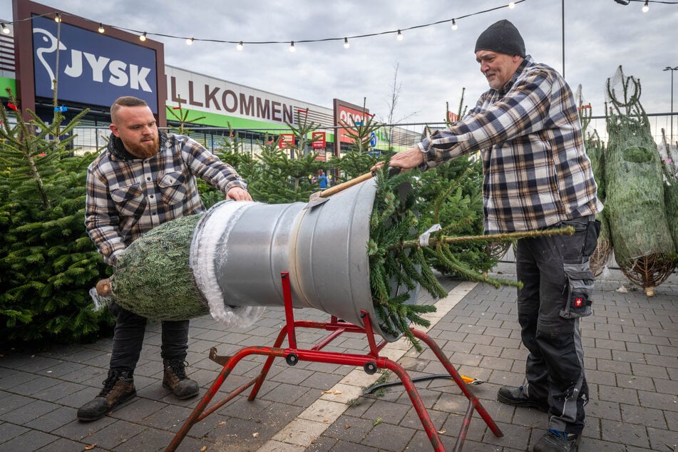 Im Altchemnitz Center verkaufen Jeremy Schubert (25, l.) und Ralf Oßa (57) Bäume vom Thüringer Tannenhof in verschiedenen Größen.
