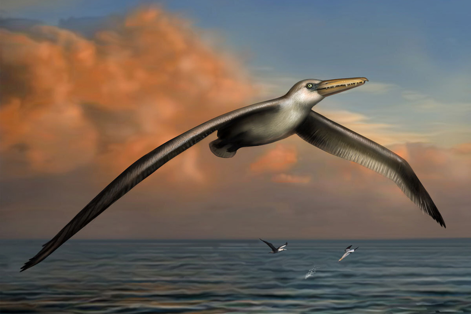 So soll der Pelagornis sandersi, der größte flugfähige Vogel aller Zeiten, ausgesehen haben.