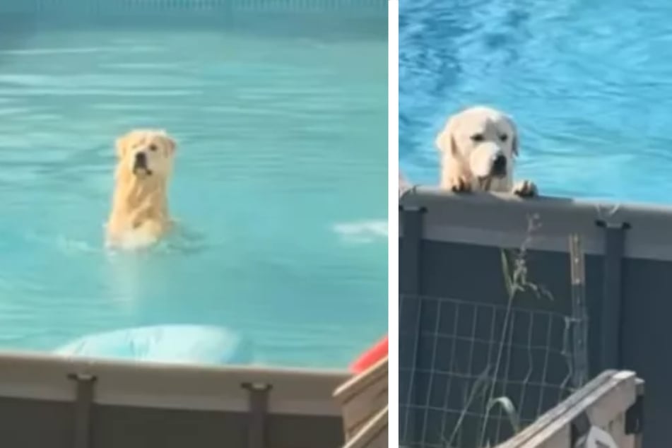 Slimme hond omzeilt zwembadverbod, maar dan verschijnt zijn baasje plotseling.