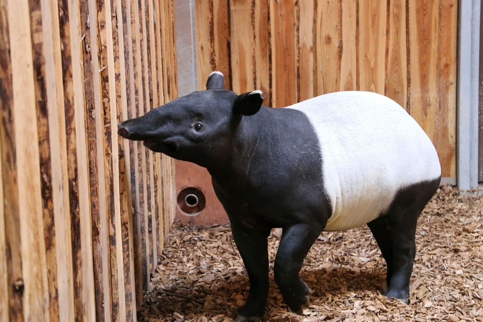 Der Schabrackentapir gehört zu den gefährdeten Tierarten.