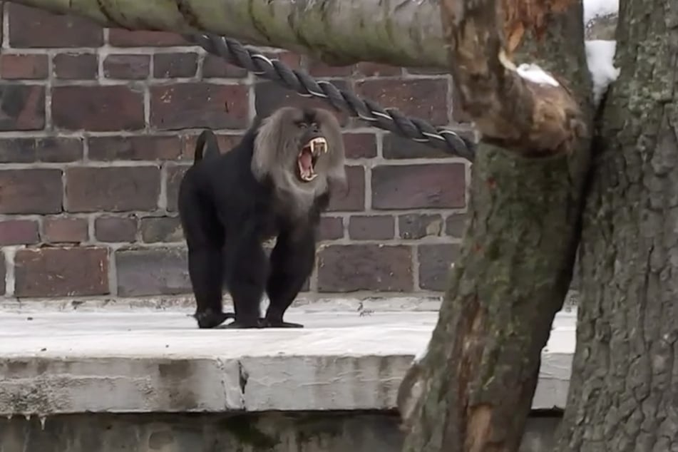 Nett geht aber anders: Bartaffe Yenur zeigte seinen neuen Mitbewohnerinnen erstmal die Zähne.