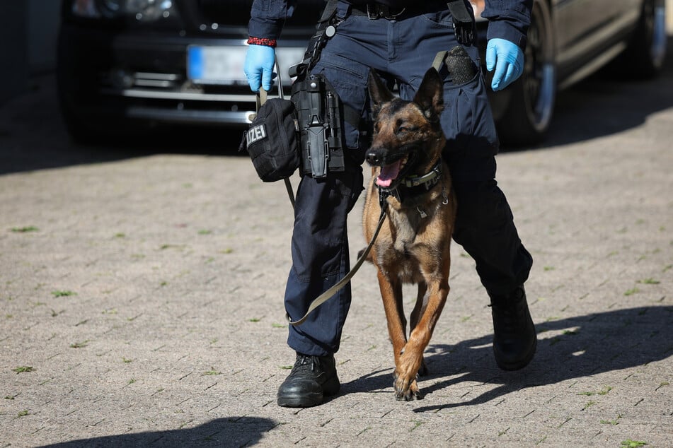 Mit einem Spürhund wurde das Gelände abgesucht. (Symbolbild)