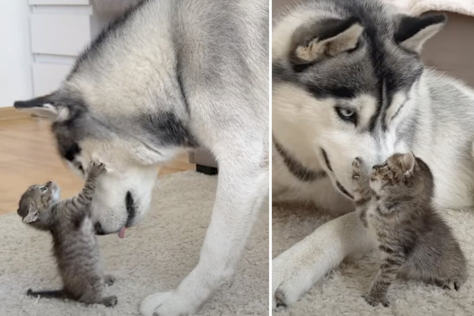 Das Kätzchen griff mutig den großen Husky "North" an.