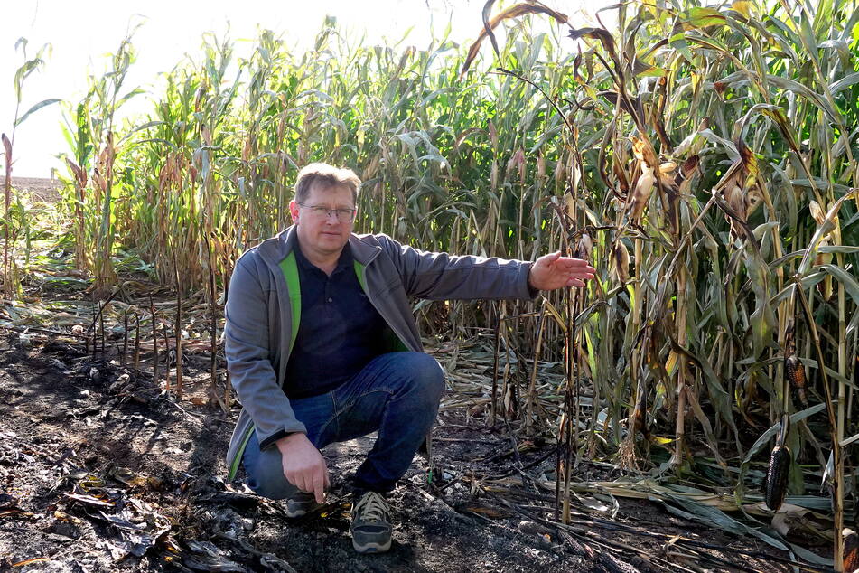 Silvio Hainich (47), Vorsitzender der hiesigen Agrargenossenschaft, an der Fund-Stelle im Maisfeld.