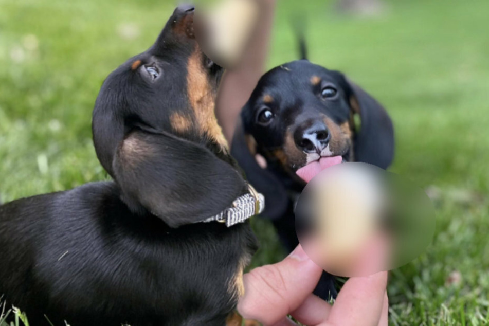 Dachshund gets a special treat and the internet can't get enough!