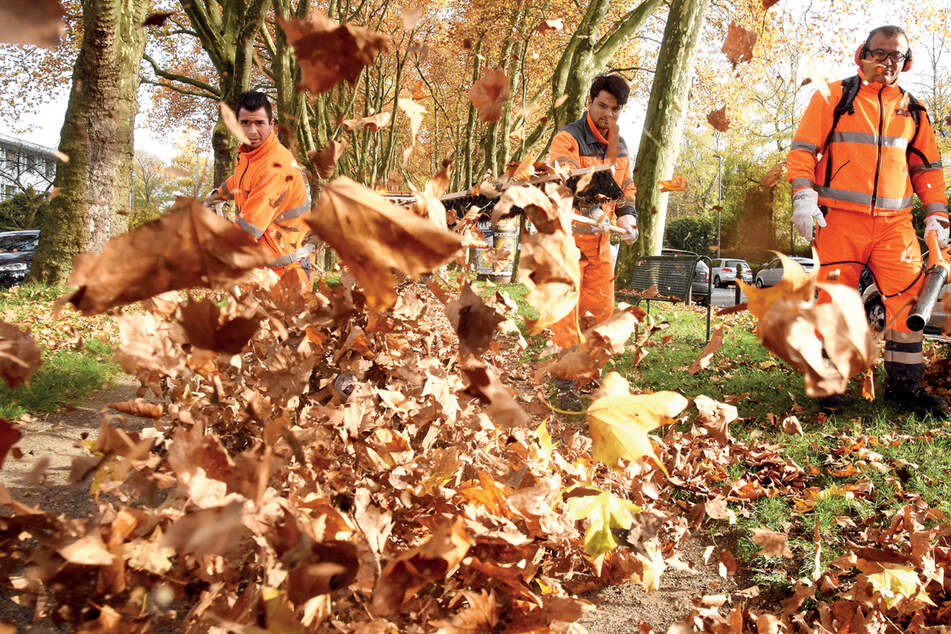AWB bieten kostenlose Grünschnittabfuhr an: Das musst Du dafür beachten