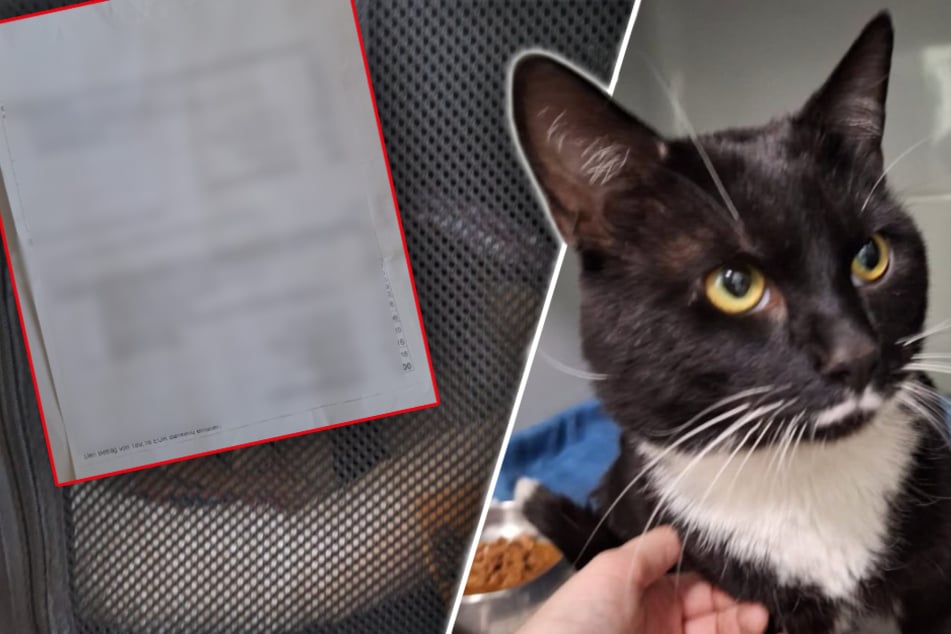 Kater landet im Tierheim und hat Zettel dabei: Was draufsteht, sorgt für Ärger bei Tierfreunden