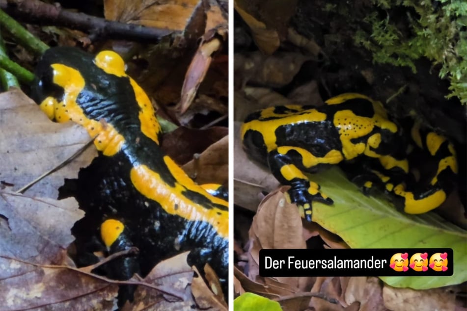 Zwischen Herbstlaub wird der Naturfreund fündig: Ein Feuersalamander kriecht durchs Unterholz.