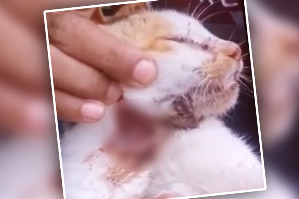 Eine riesige offene Wunde klaffte an Mias Hals, als man sie am Straßenrand fand.