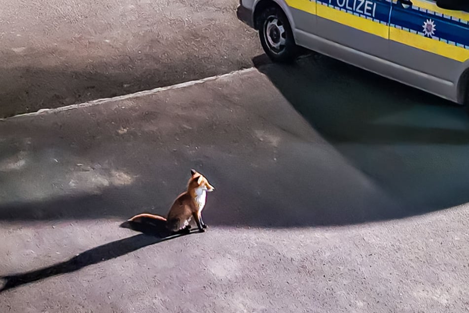 Der Fuchs hatte Glück. Obwohl er sich ohne Berechtigung auf dem Gelände der Polizei aufhielt, bekam er keine Anzeige wegen Hausfriedensbruch.