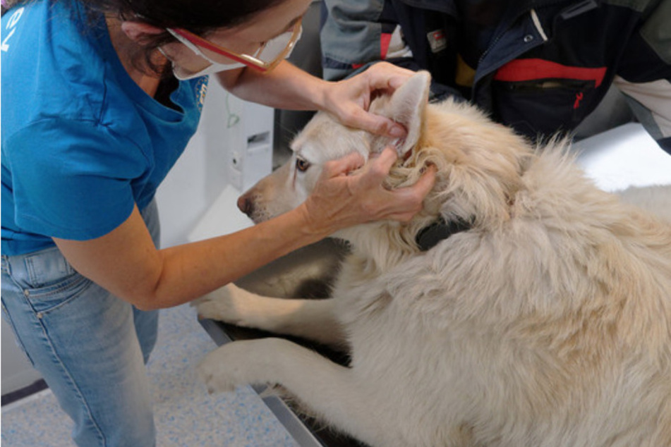 Ein Hund wird in der fahrenden Tierarztpraxis behandelt.