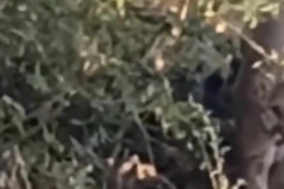 Man shocked by scary surprise staring at him in the woods: "This son of a b**ch is huge!"