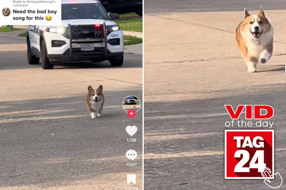 Today's Viral Video of the Day shows a Corgi who's seemingly on the run from the cops!