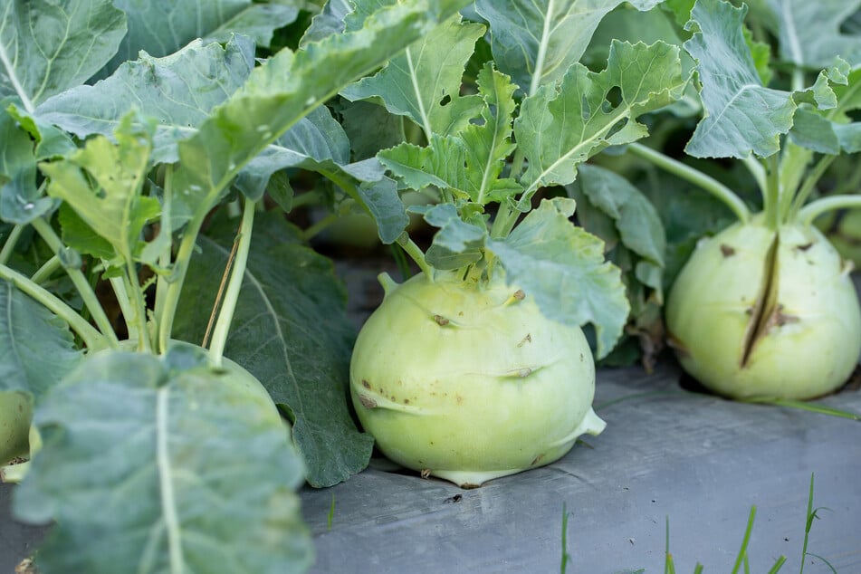 Das kannst Du tun, damit Dein Kohlrabi nicht aufplatzt