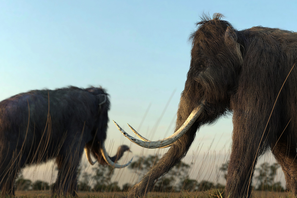 Wollhaarmammute bewohnten über Hunderttausende von Jahren Eurasien und später auch Nordamerika. Die Art starb vor etwa 13.000 Jahren auf dem Festland aus. (Symbolbild)