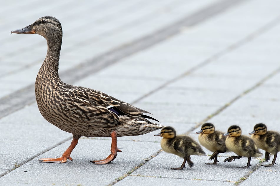 Die Entenfamilie hat ihren Ausflug in den Schwanenplatztunnel den Angaben zufolge gut überstanden. (Symbolbild)