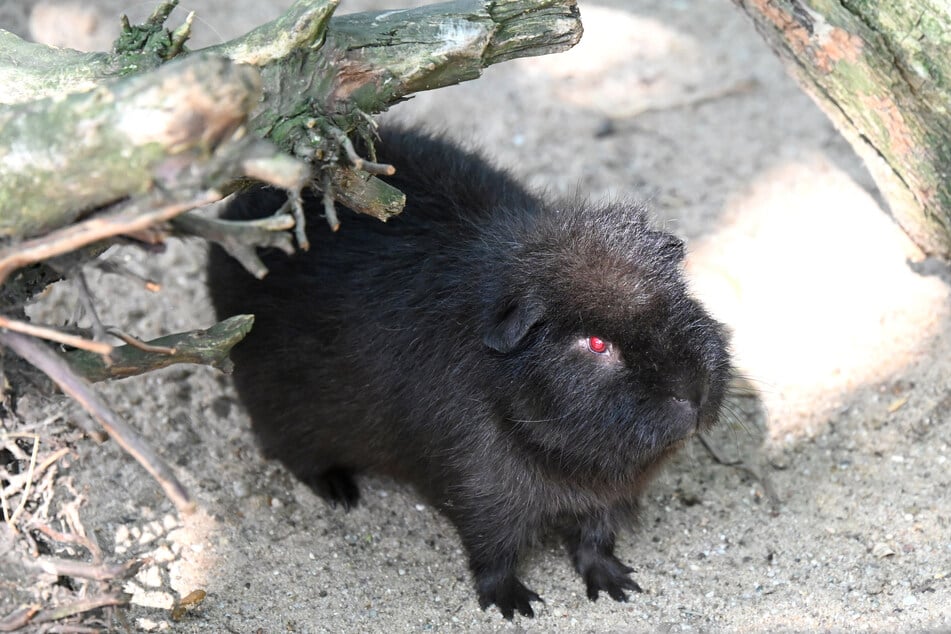 Im Eilenburger Tierpark lebt nun ein Meerschweinchen mit roten Augen.