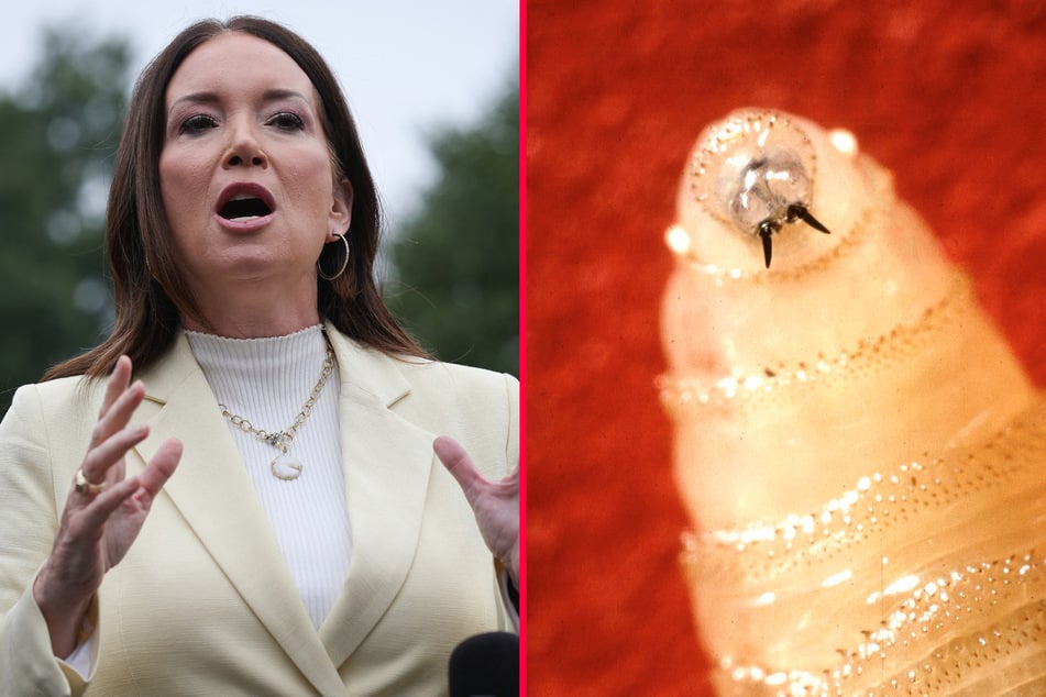 Agriculture Secretary Brooke Rollins expressed fury towards the Mexican government over the spread of the New World screw worm.