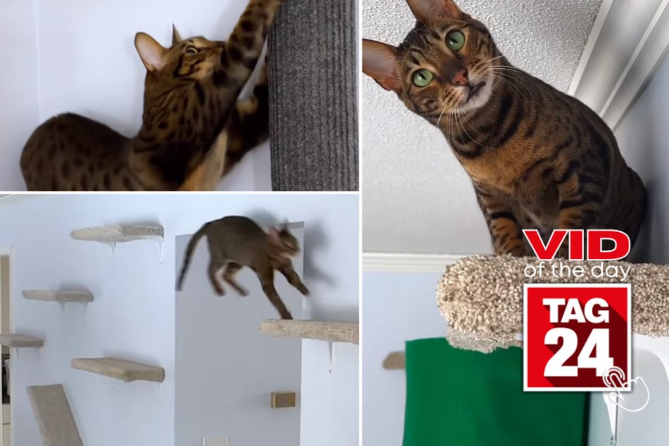 viral videos: Viral Video of the Day for April 12, 2023: Fleet-footed feline jumps in TikTok user's hearts