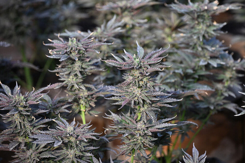 California law enforcement officers are still battling illegal marijuana farms despite the drug's legalization amid a booming black market.